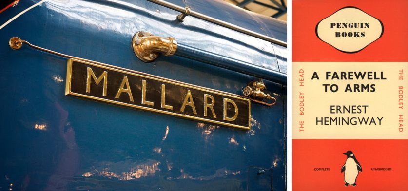 mallard-penguin
