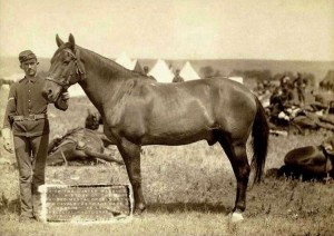 Il cavallo "Comanche", unico sopravvissuto di Little Big Horn, recuperato dalle truppe statunitensi