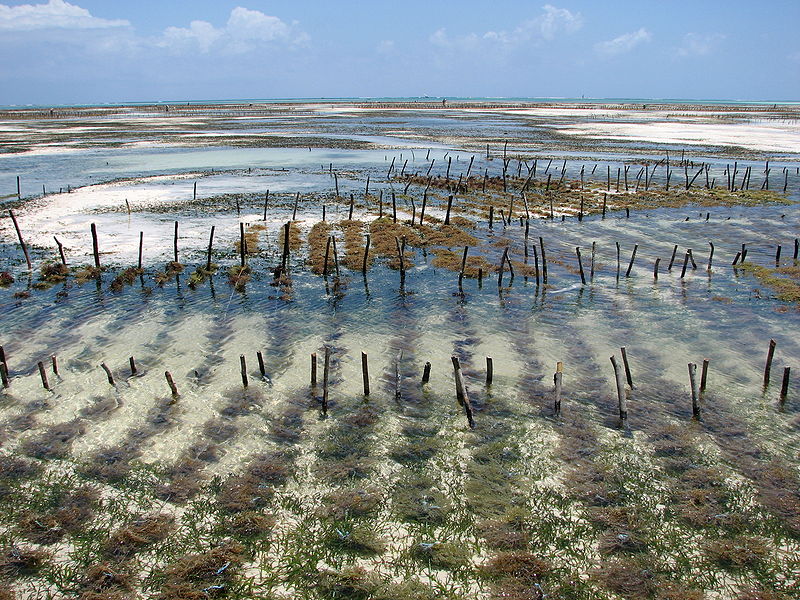 Eucheuma-Zanzibar