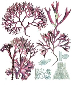 Chondrus_crispus_-_Köhler–s_Medizinal-Pflanzen-034
