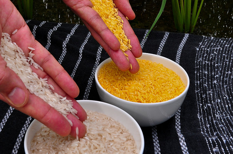 Chicchi di "golden rice" a confronto con riso comune.