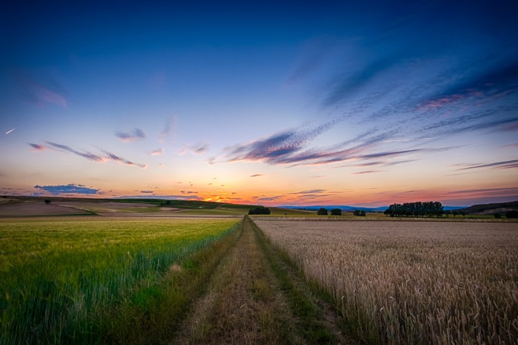 campi al tramonto (Frank Köhntopp/Unsplash)