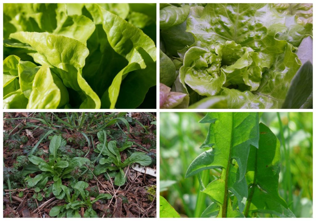 insalate primaverili lombarde: lattughino, radicchio, soncino e tarassaco