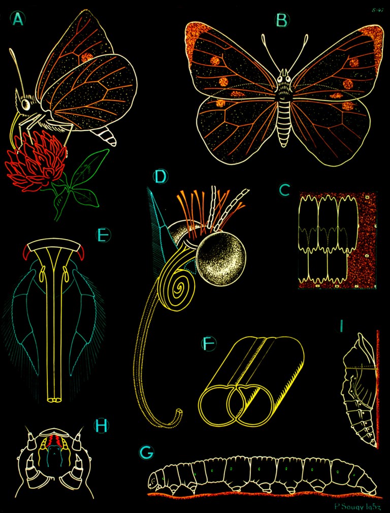 Brain Pickings