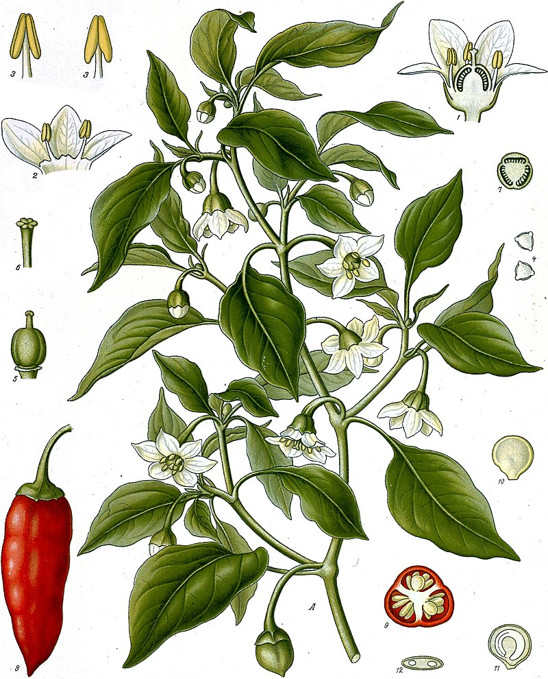 Capsicum_annuum da "Köhler's Medizinal-Pflanzen" 1897