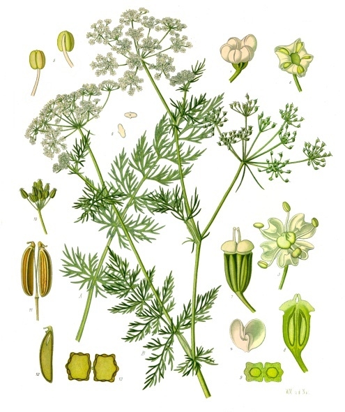 Carum carvi, da "Köhler's Medizinal-Pflanzen", 1897