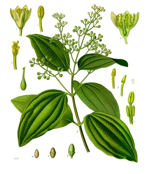 Cinnamomum verum da "Köhler's Medizinal-Pflanzen", 1897