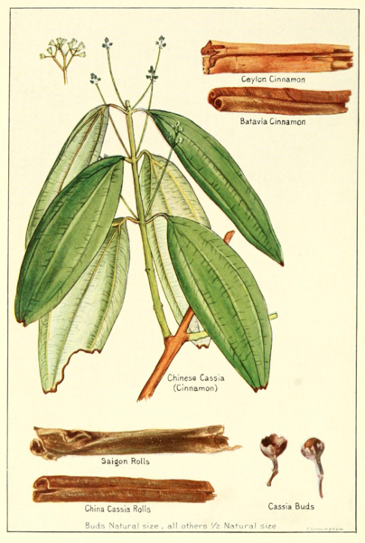 Cinnamomum cassia da "Spices, their nature and growth, the vanilla bean, a talk on tea" (1915)