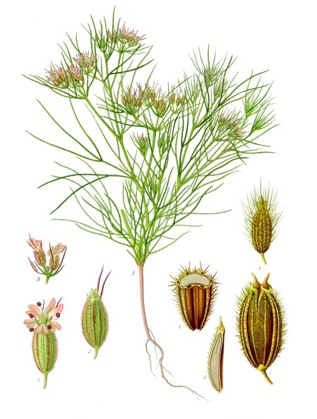 Cuminum cyminum da "Köhler's Medizinal-Pflanzen", 1897