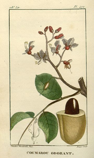 Dipteryx odorata, da "Flore médicale des Antilles, ou, Traité des plantes usuelles", 1829