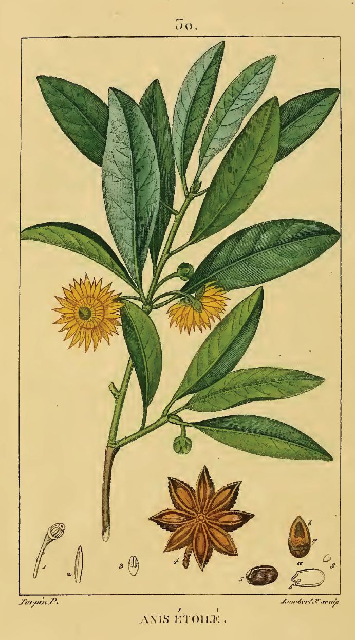 Illicium verum