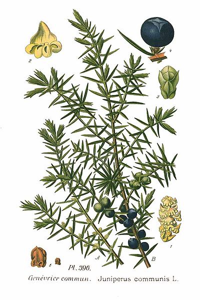 Juniperus communis da "Atlas des plantes de france", 1891