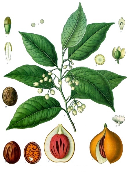 Myristica fragrans da "Köhler's Medizinal-Pflanzen", 1897