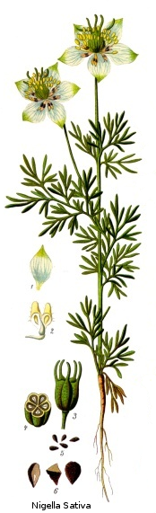 Nigella sativa, da "Köhler's Medizinal-Pflanzen", 1897