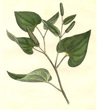Piper longum da Woodville, "Medical botany", 1793
