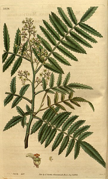 Schinus molle da "Curtis's botanical magazine", 1834