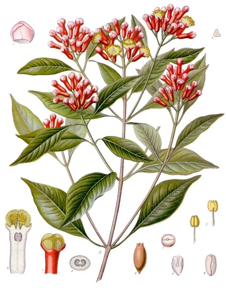 Syzygium aromaticum da "Köhler's Medizinal-Pflanzen", 1897