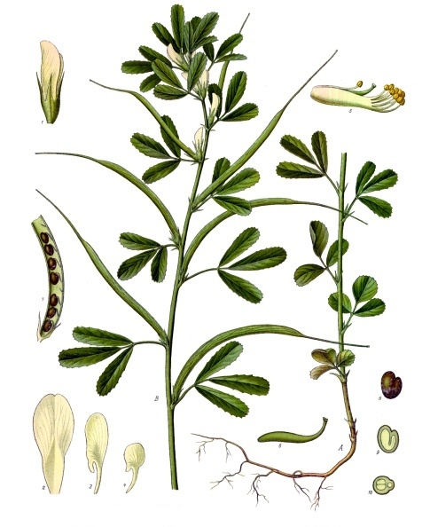 Trigonella foenum-graecum, da "Köhler's Medizinal-Pflanzen",-1897