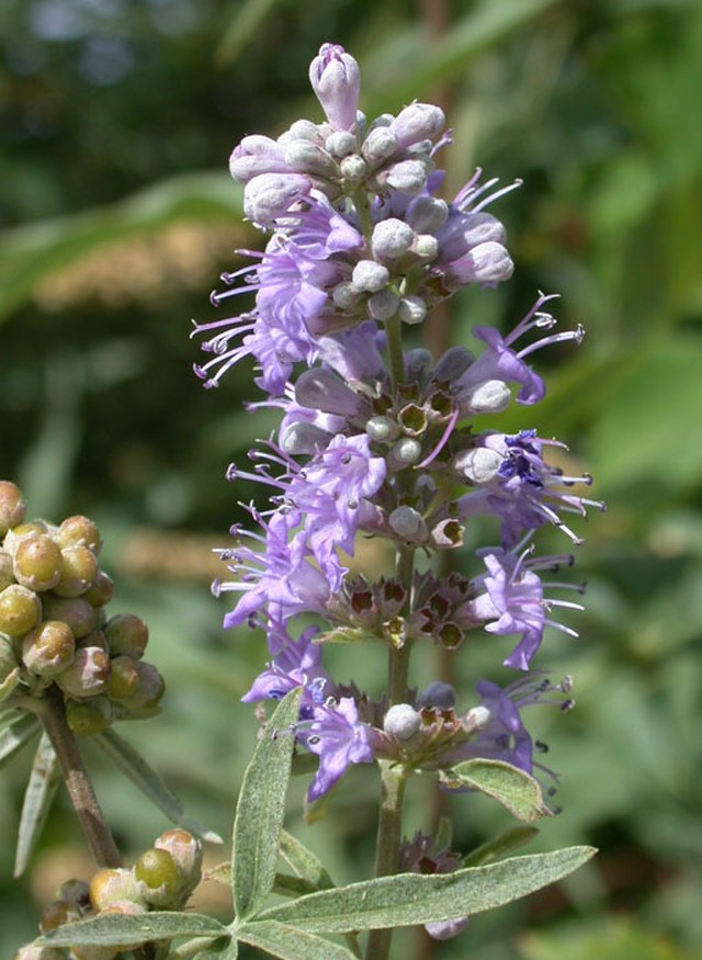 Vitex agnus-castus