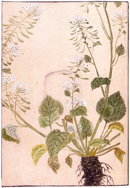 Wasabi, da enciclopedia botanica di Iwasaki Kanen del 1828