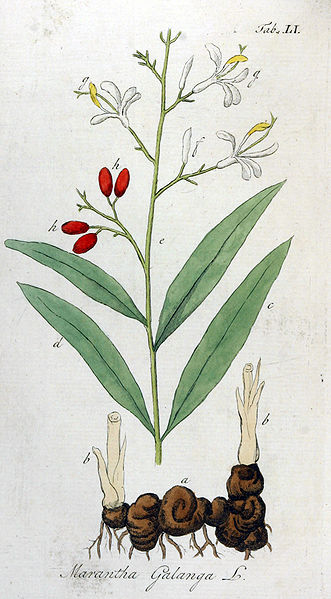 Alpinia galanga, da "Ypey, Vervolg ob de Avbeeldingen der artseny-gewassen met derzelver Nederduitsche en Latynsche beschryvingen, Eersde Deel", 1813