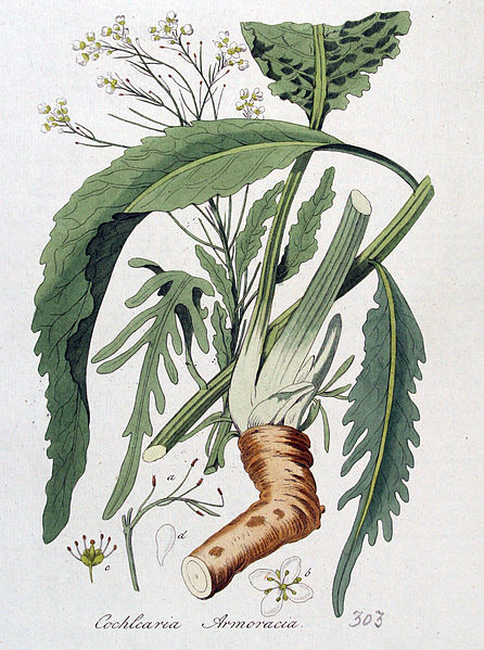 Amoracia rusticana da Christiaan Sepp, "Flora Batava" vol. 4 1822