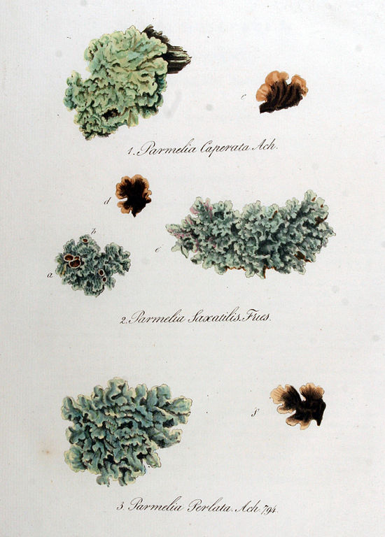 Parmelia spp. da Christiaan Sepp, "Flora Batava..." 1849