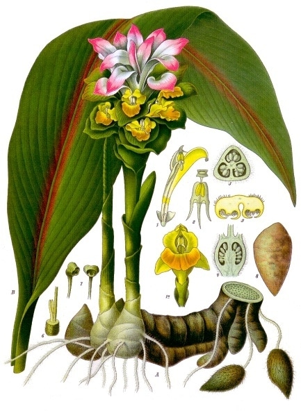 Curcuma zedoaria da