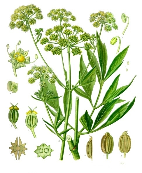illustrazione botanica del levistico, 1897