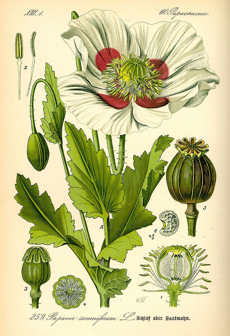 Papaver somniferum da Prof. Dr. Otto Wilhelm Thomé Flora von Deutschland, Österreich und der Schweiz 1885, Gera, Germany