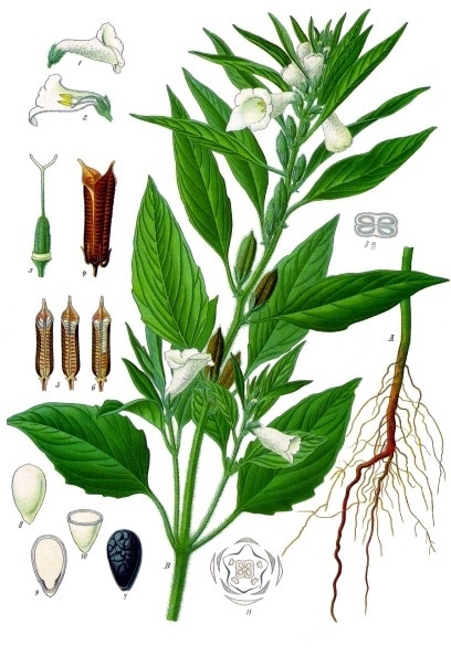 Sesamo, da Franz Eugen Köhler, Köhler's Medizinal-Pflanzen