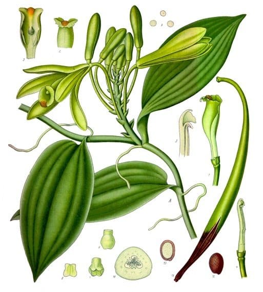 Vanilla planifolia, da Franz Eugen Köhler, Köhler's Medizinal-Pflanzen 1897