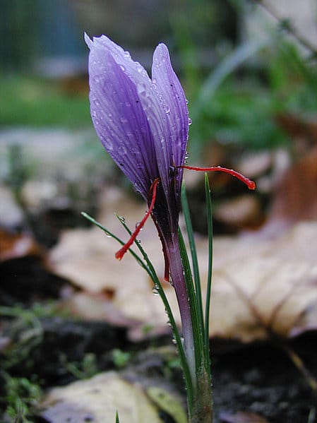 Crocus sativus by HeiWu