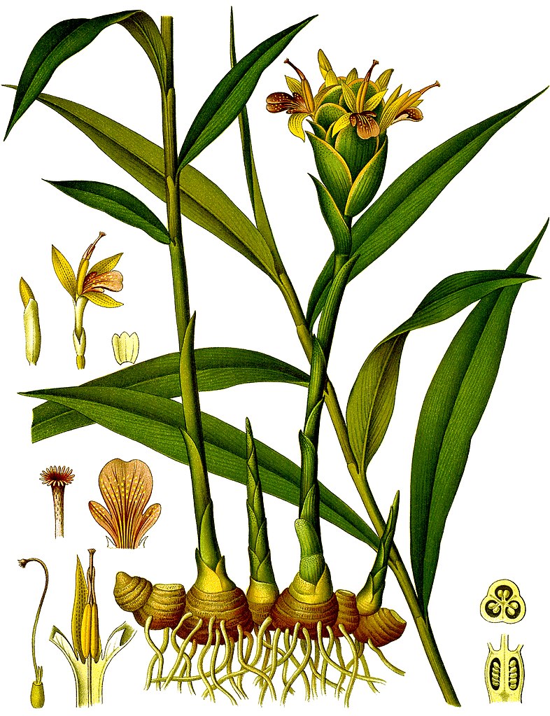 Zingiber officinale, tavola botanica da Franz Eugen Köhler, Köhler's Medizinal-Pflanzen (1883)