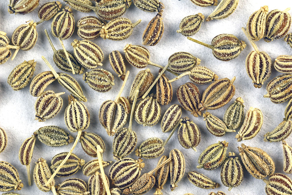 frutti essicati di ajowan (Trachyspermum ammi)